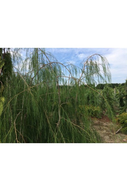 Chamaecyparis lawsoniana Imbricata Pendula